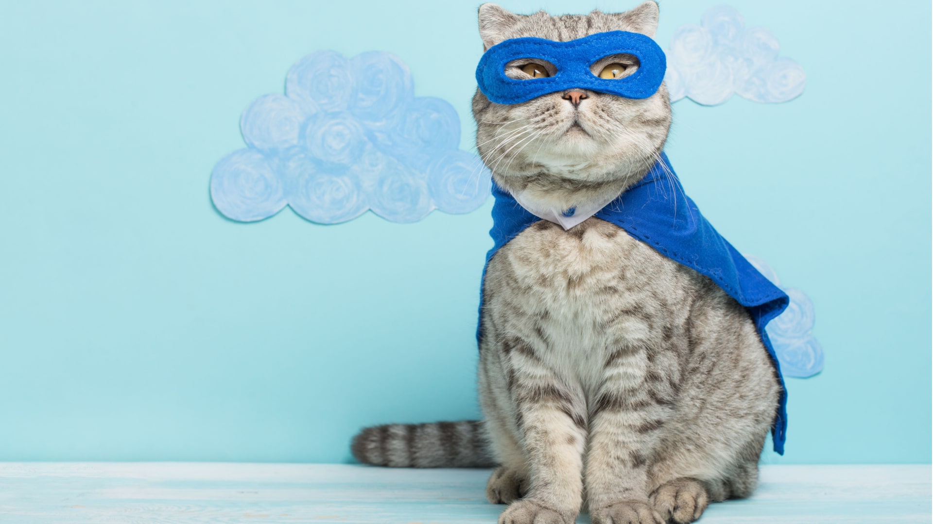 superhero cat with a blue cloak and mask.